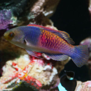 blue sided fairy wrasse in the aquarium