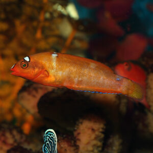 Yellowtail Coris Wrasse, Coris gaimard