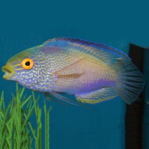 Golden Rhomboidalis Fairy Wrasse Male