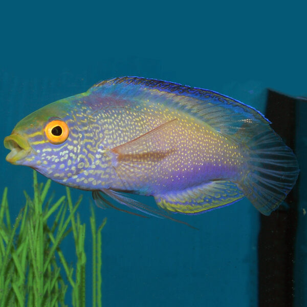 Golden Rhomboidalis Fairy Wrasse Male
