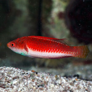 Tono's Fairy Wrasse, Cirrhilabrus tonozukai, at abyss