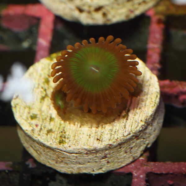 Oompa Loompa Zoanthid green centre with orange lashhes