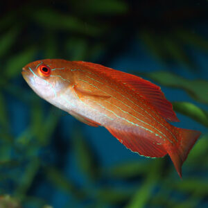 Eightline Flasher Wrasse, Paracheilinus octotaenia, are spectacular looking fish.