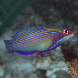 Four lined Wrasse, Pseudocheilinus tetrataenia, also go by the name Hawaiian Pyjama Wrasse.