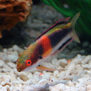 Girdled Fairy Wrasse, Cirrhilabrus balteatus