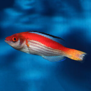 Marjorie Fairy Wrasse, Cirrhilabrus marjorie