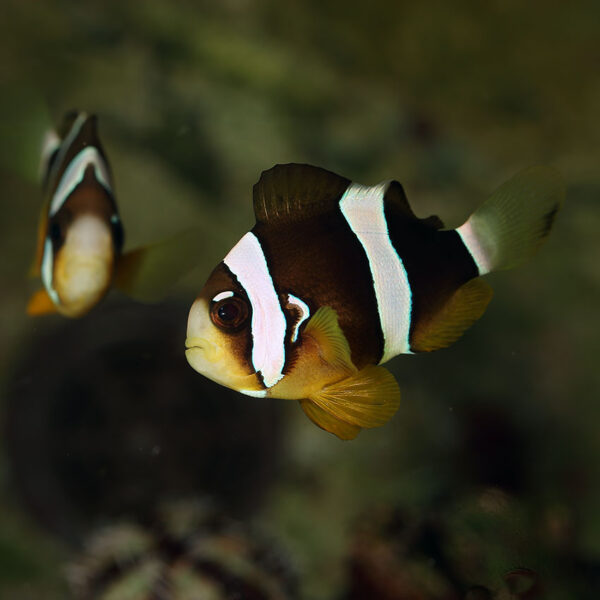 Pearl Eye Clarkii Clownfish pairs make for a stunning fish to have in your aquarium.