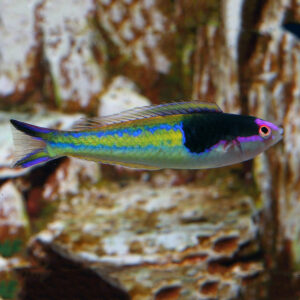 Royal Pencil Wrasse Male, Pseudojuloides severnsi, can also go by the name Severn’s Pencil Wrasse.