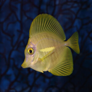 Zebrasoma flavescens tank bred yellow tang amazing and cute