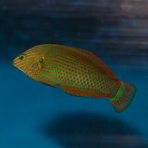 dusky wrasse male at the abyss