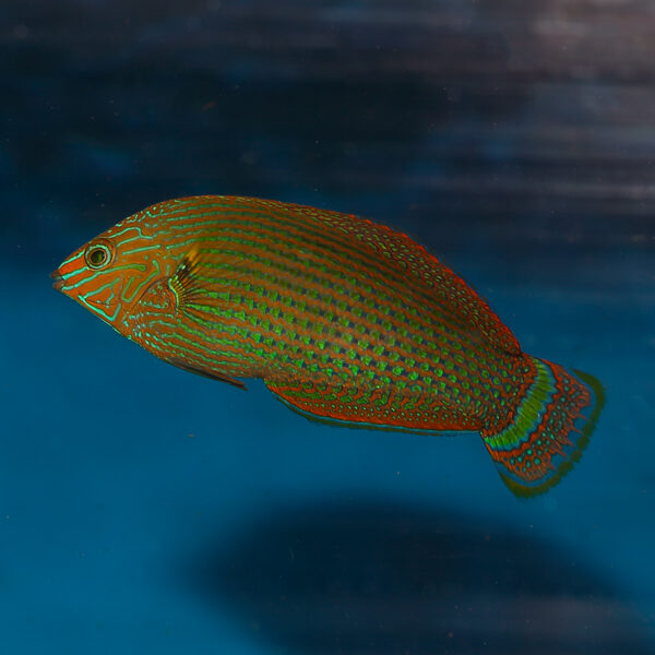 dusky wrasse male at the abyss