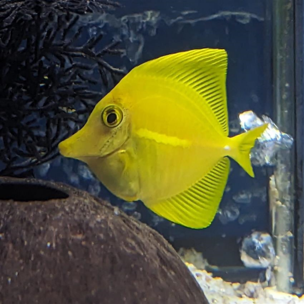 Tank Bred Yellow Tangs, Yellow Sailfin Tang, (Zebrasoma flavescens) in the aquarium,