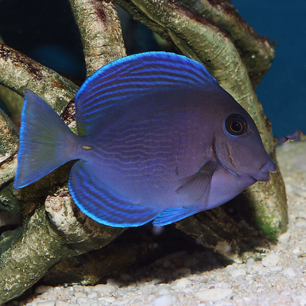 Caribbean Blue Tang Adult, Acanthurus coeruleus, also go by the name Blue Tang Surgeonfish.