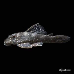 The Angelicus Pleco L004 is a small species of pleco from the Rio Tocantins
