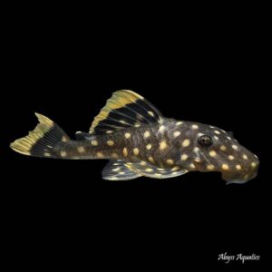 The Gold Nugget Pleco L177 is a stunning species of fish, with large gold spots on its body.