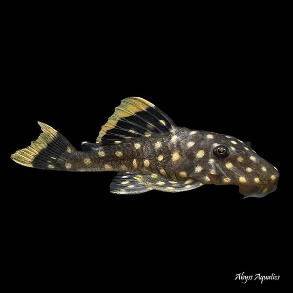 The Gold Nugget Pleco L177 is a stunning species of fish, with large gold spots on its body.