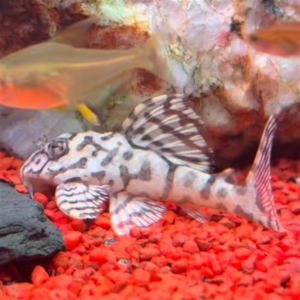 Hypancistrus Sp L236 High White , Hypancistrus Species, is a stunning species of pleco.