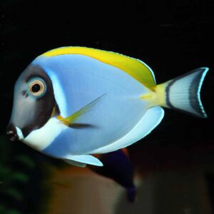 Powder Blue Tangs, Acanthurus leucosternon, are arguably, one of the most recognisable marine fish. 