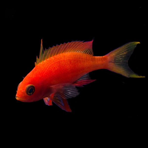 Resplendent Pulcherrimus Anthias Male, Pseudanthias pulcherrimus, also go by the name Resplendent Goldies or Longfin Anthias.