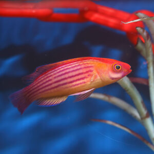 Earlei Fairy Wrasse, Cirrhilabrus earlei, also go by the name Orange Striped Wrasse.