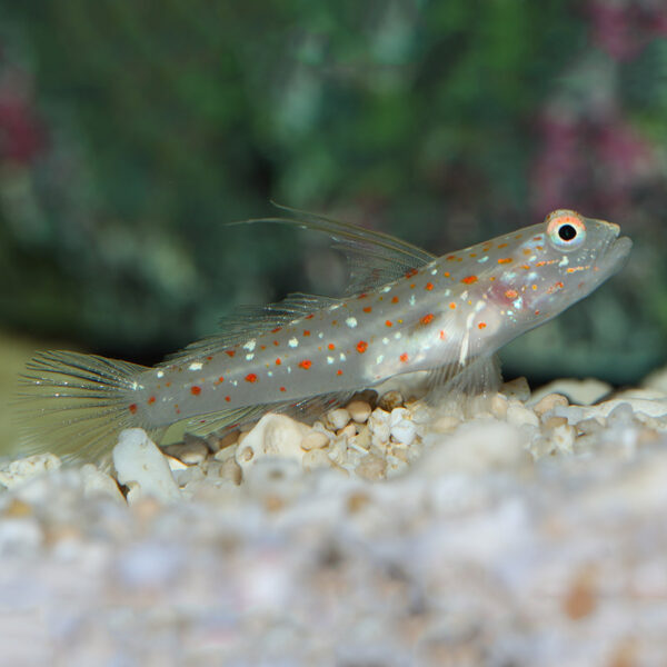 Tangaroa Shrimp Goby, or Hi Fin Spangled Goby, Ctenogobiops tangaroai in the aquarium