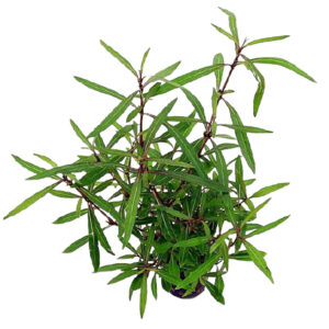 Hygrophila lancea potted - A vibrant aquatic plant with needle-like leaves, ideal for aquariums. Its lush green foliage adds beauty to any aquatic environment.