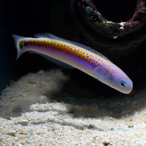 The Oreni Tilefish, scientifically known as Hoplolatilus oreni, in the aquarium