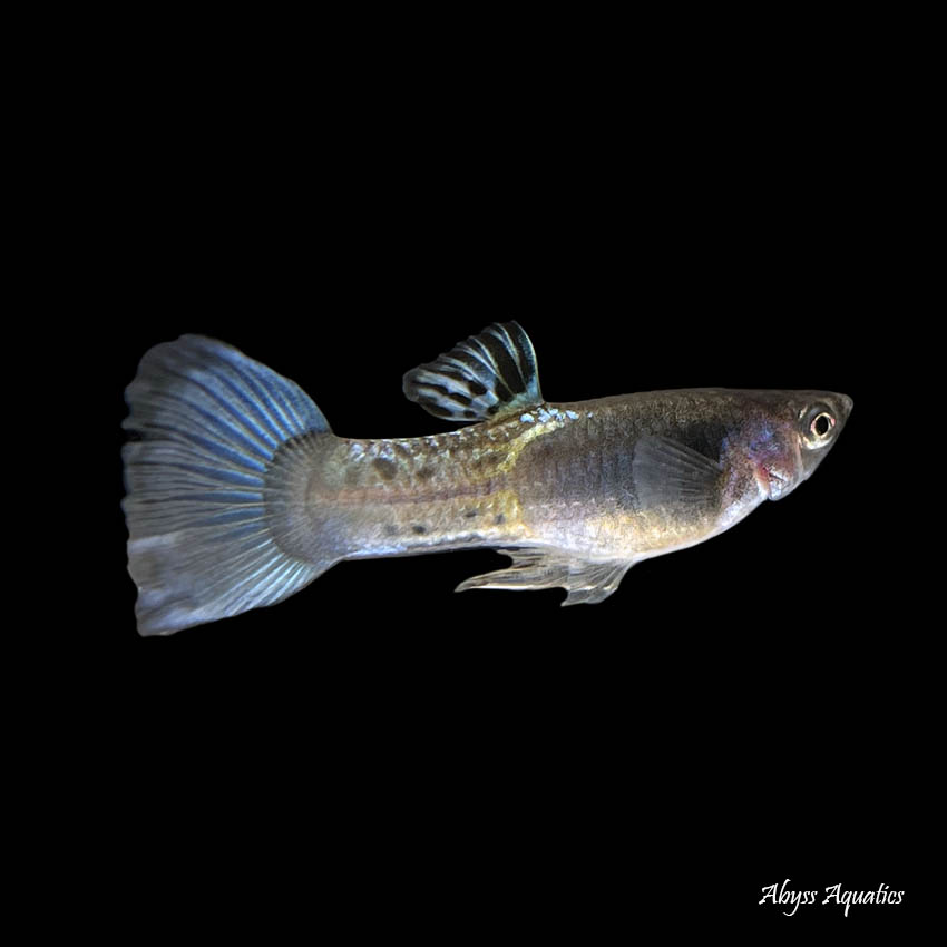 Electric Blue Guppy Male Fast, Professional Service