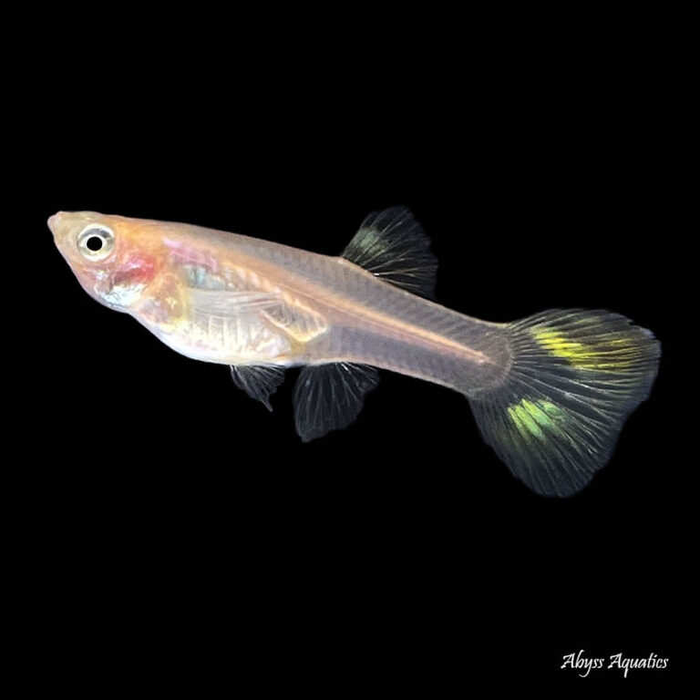 Pigeon Blood Guppy Female Fast, Professional Service