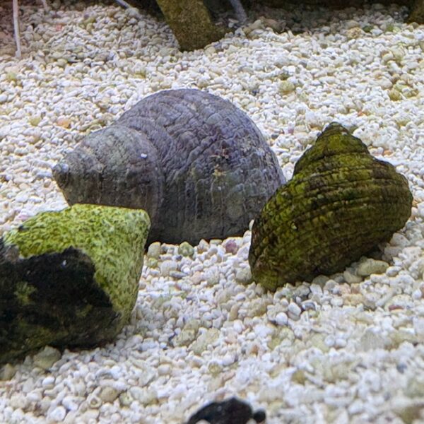 false mexican snail at the abyss