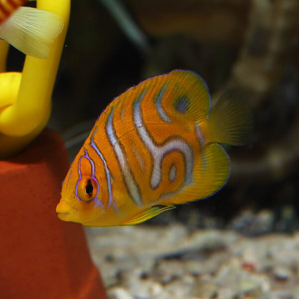 Tank Bred Regal Angelfish, Pygoplites diacanthus, are the only species in the genus Pygoplites. 