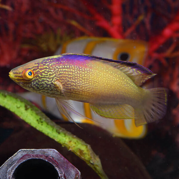 Golden Rhomboidalis Fairy Wrasse Pair, Cirrhilabrus rhomboidalis, also go by the name Rhomboid wrasse.