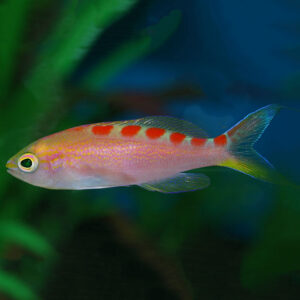 Red Saddled Flavoguttatus AnthiasJuv/Female , Pseudanthias flavoguttatus, also go by the name Saddleback Anthias.