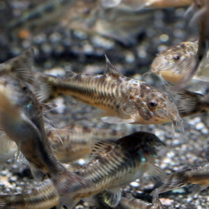 Aspidoras spilotus are a small and unusual species of catfish