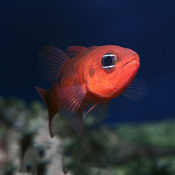 Two Spot Cardinals, Apogon pseudomaculatus, also go by the name Red Cardinalfish.