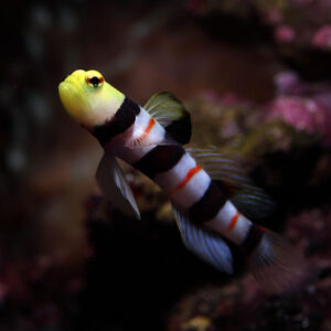 Dracula goby the most attractive symbiotic shrimp goby.