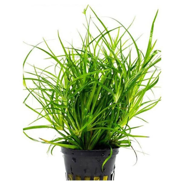 Juncus Repens Potted" - A close-up image of a healthy Juncus Repens plant in a pot, showcasing its unique twisted stems and vibrant green foliage.