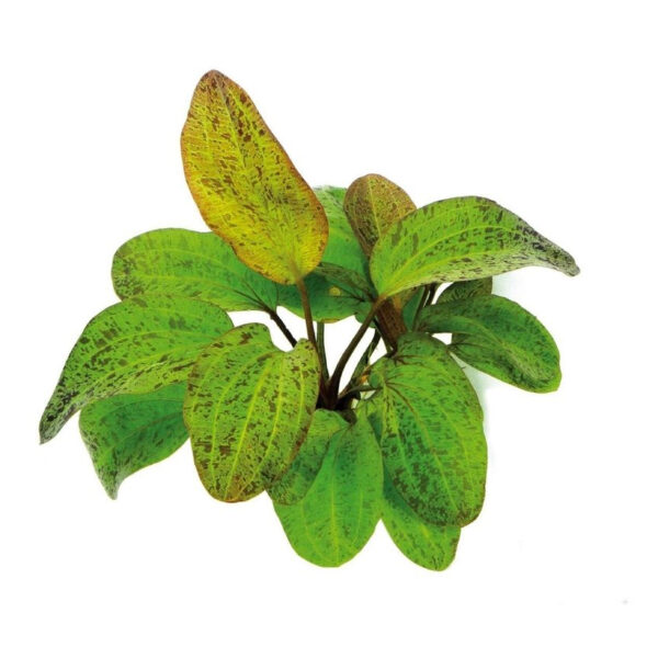 Close-up of Echinodorus Ocelot 'Leopard Green' Potted, showcasing its distinct leopard-like spots on vibrant green leaves, adding a unique touch to any aquarium.