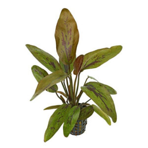 A vibrant Echinodorus Atlandsberg Large Potted aquatic plant with long, green leaves. The plant exhibits a bushy and compact form, adding a captivating and natural touch to the aquarium.