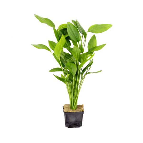 Large potted Echinodorus Argentinensis: Vibrant green leaves with a wavy texture, perfect for aquarium centerpiece.