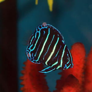 Tank Bred Majestic Angelfish