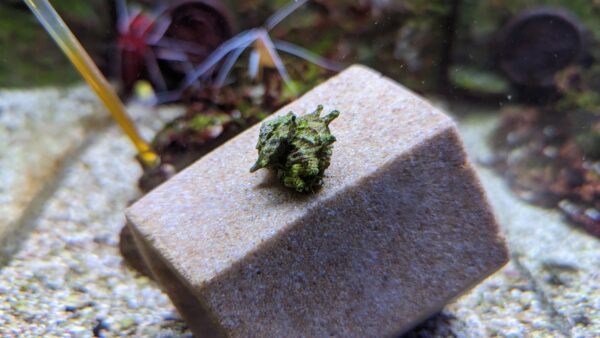 Spiny Star Snails, Astraea phoebia/tectum, are helpful marine critters.