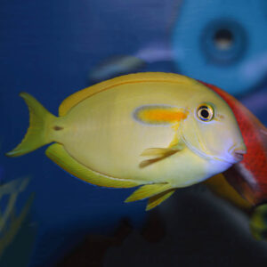 Orange Shoulder Tang Sub Adult, Acanthurus olivaceus, also go by the name Orange Spot Surgeonfish.