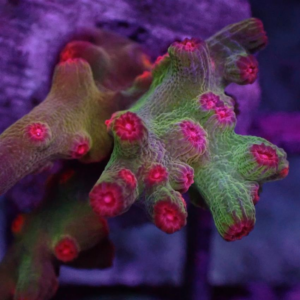 Decadia Cyphastrea