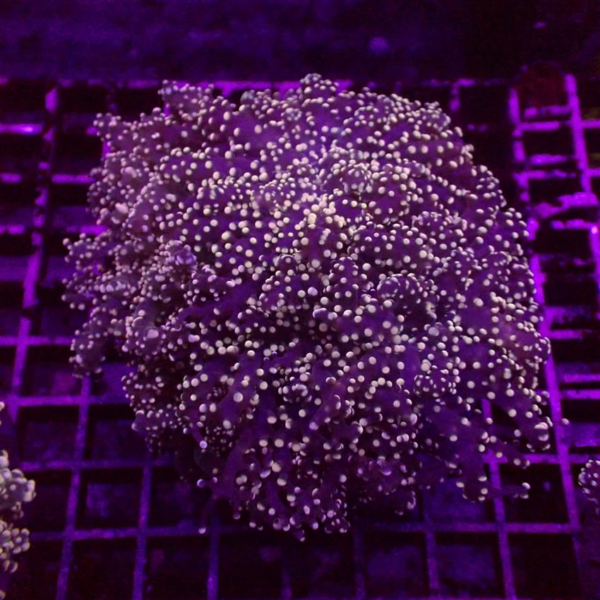 Orange Branching Frogspawn