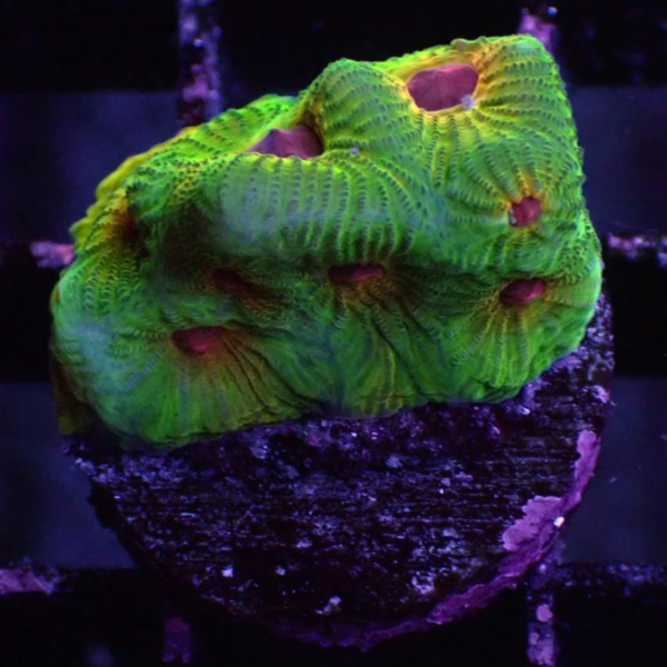 Fascination Favia
