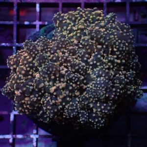 Orange Branching Frogspawn, (Euphyllia divisa) is an interesting and colourful coral to keep.