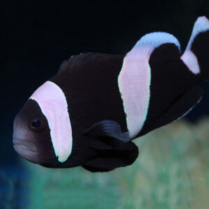 Saddleback Clownfish are adorable fish.