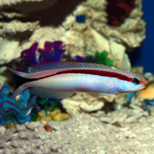 Skunk Tilefish, Hoplolatilus marcosi, in the aquarium