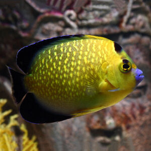 Tank Bred Goldflake Angelfish, Apolemichthys xanthopunctatus, also go by the name Gold Spotted or Gold Spangled Angelfish.